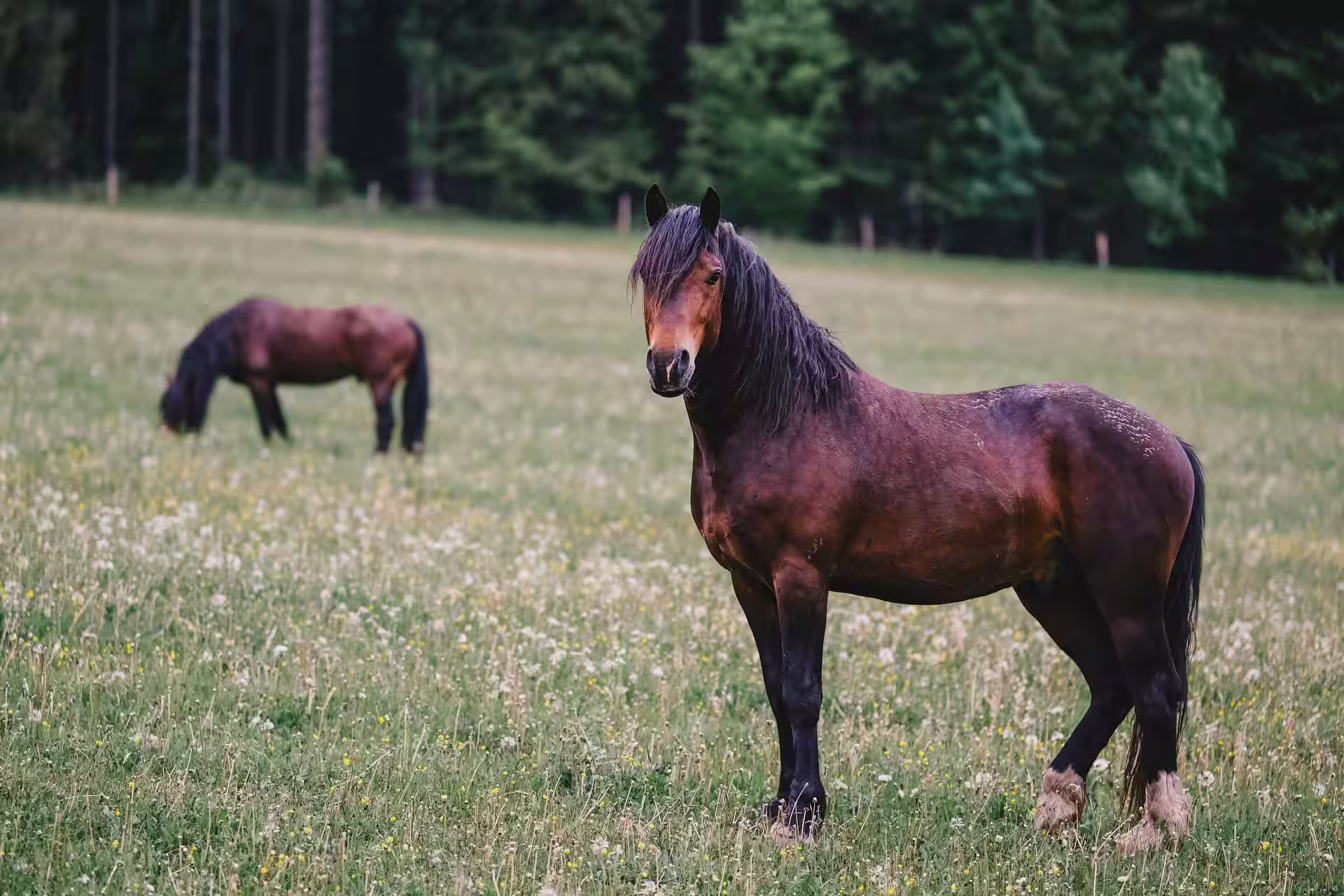 Horse Riding in Jura, Switzerland – Best Spots & Local Tips