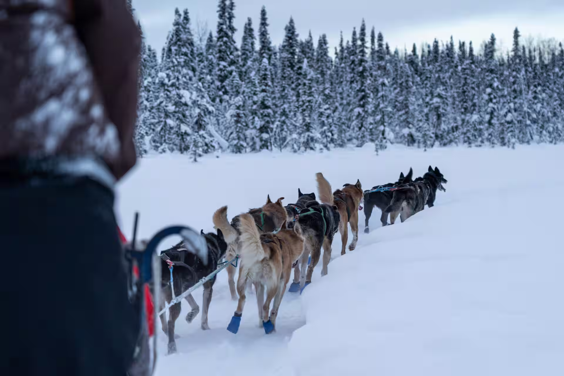 Husky Sledding in Nordland, Norway – Arctic Adventure with Man’s Best Friend