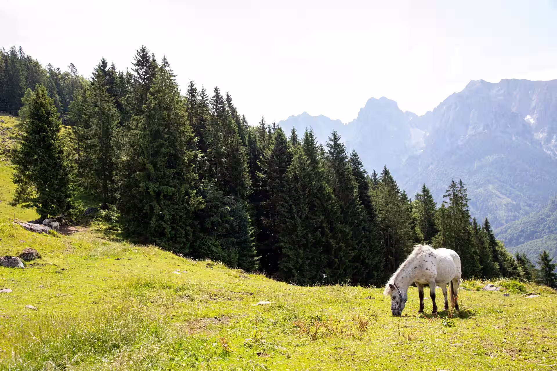 Horse Riding in Piedmont, Italy – Best Spots & Local Tips