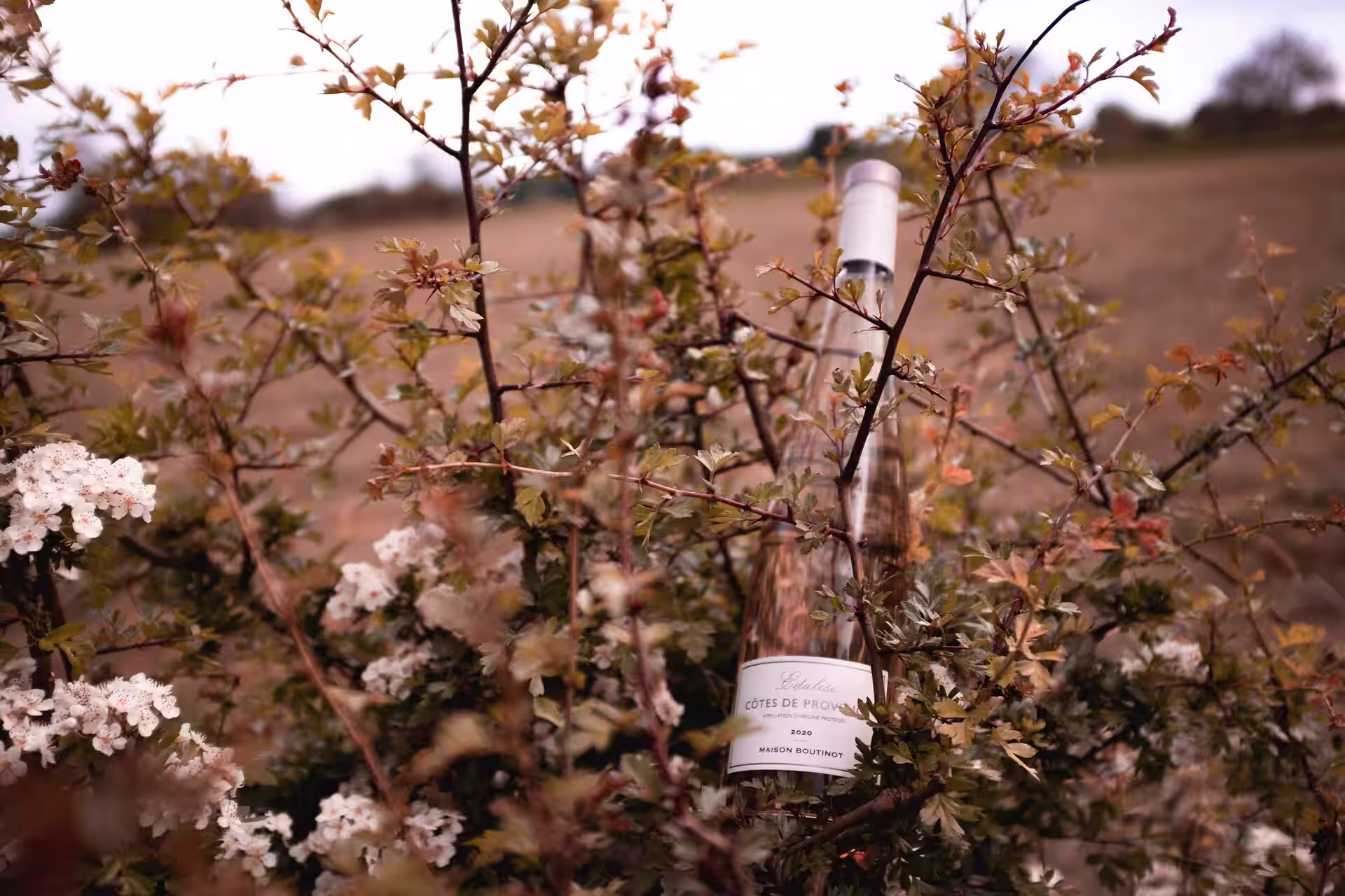 Food and Wine Tasting in Provence-Alpes-Côte d’Azur, France – Best Experiences & Local Tips