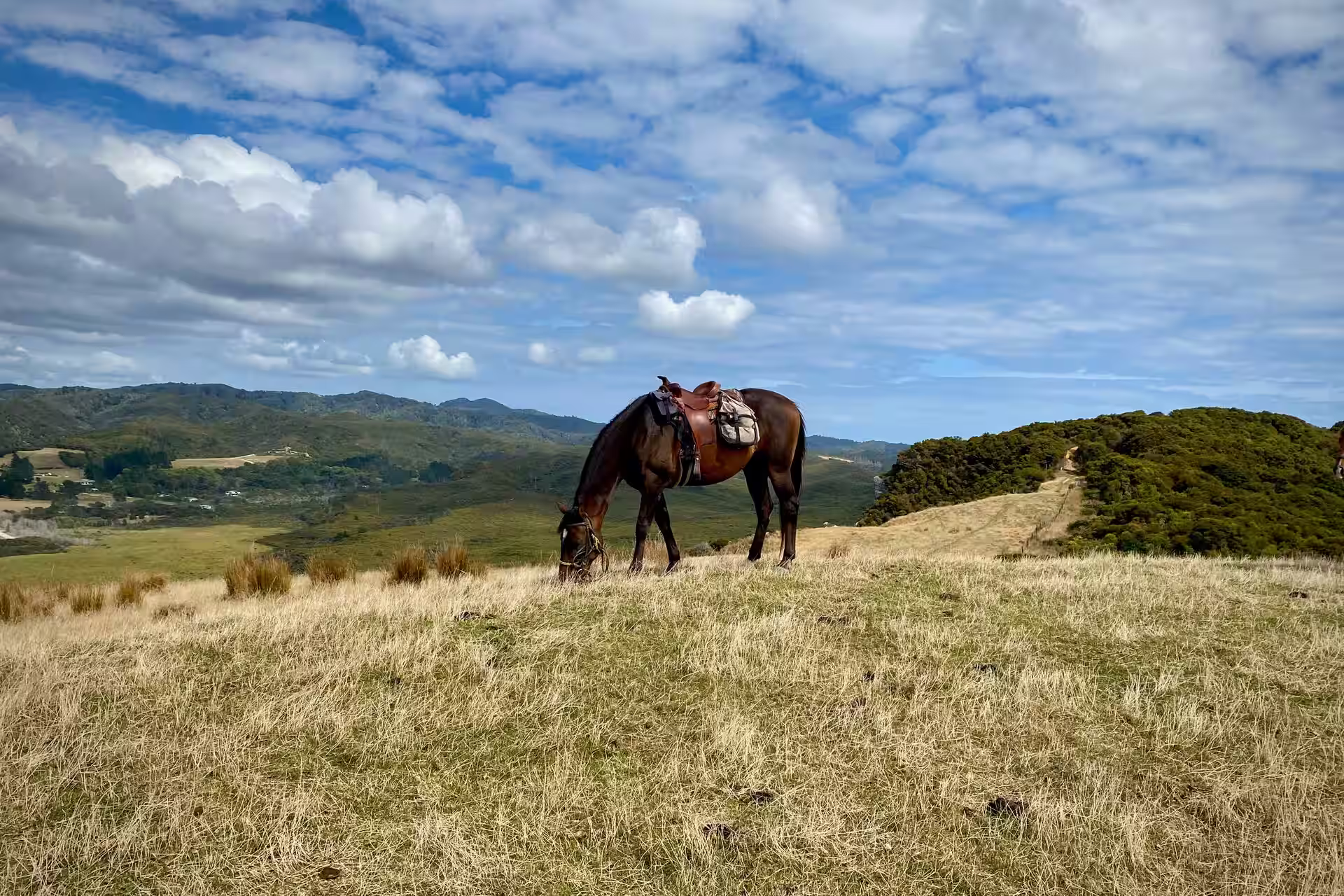 Horse Riding in Provence-Alpes-Côte d’Azur, France – Best Spots & Local Tips