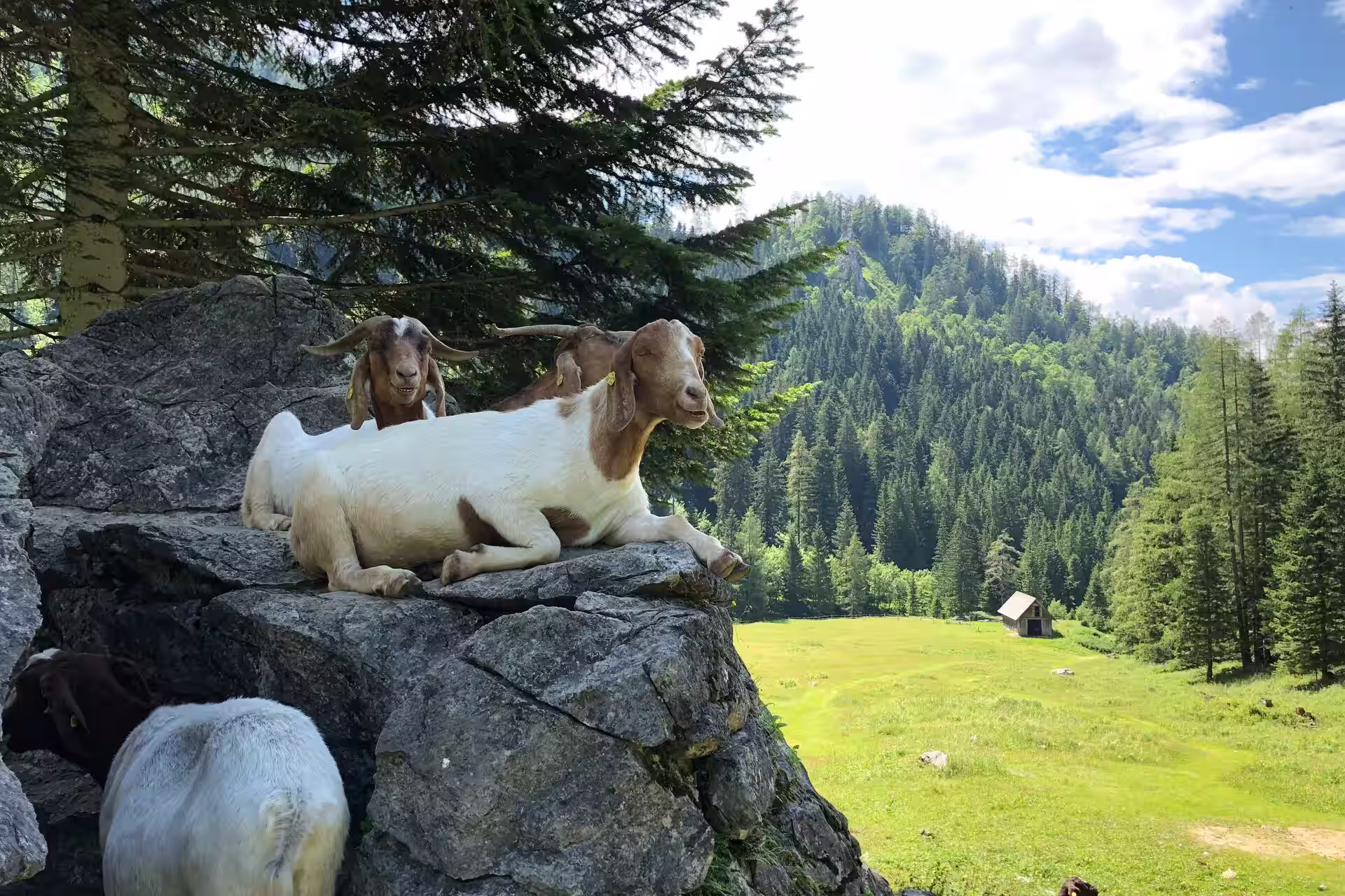 Mountainbiken in Oberösterreich – Beste Spots & lokale Tipps